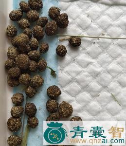 中药材兔粪图片