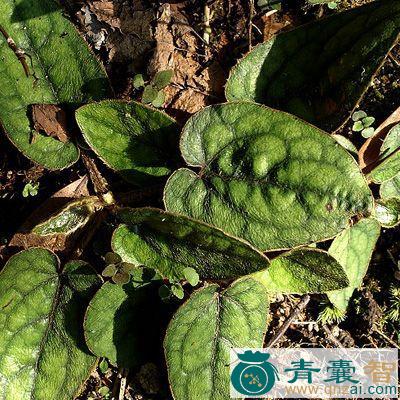 兔耳风根的性状性味归经以及功效用法-青囊智