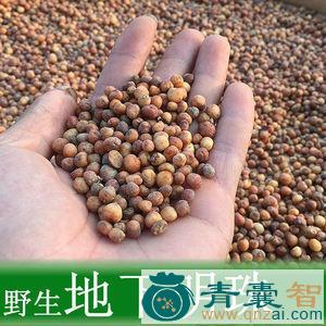 入地珍珠的性状性味归经以及功效用法和注意事项-青囊智