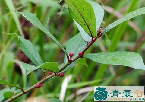 中药材全缘榕图片