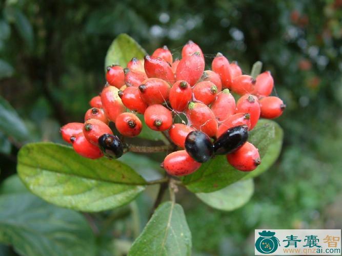中药材八仙花图片