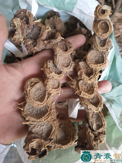 八叶兰的性味归经以及功效用法和注意事项-青囊智