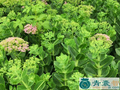 中药材八宝草图片