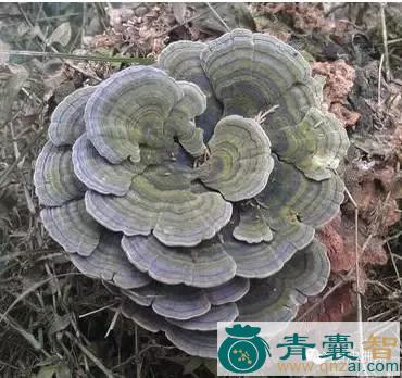 中药材八担柴图片