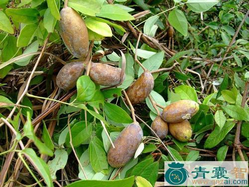 中药材八月瓜图片