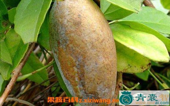 中药材八月白图片