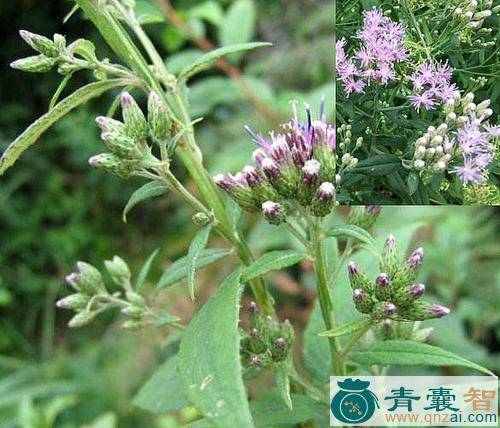 八楞木的性状性味归经以及功效用法和注意事项-青囊智