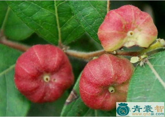 中药材八瓣橘图片