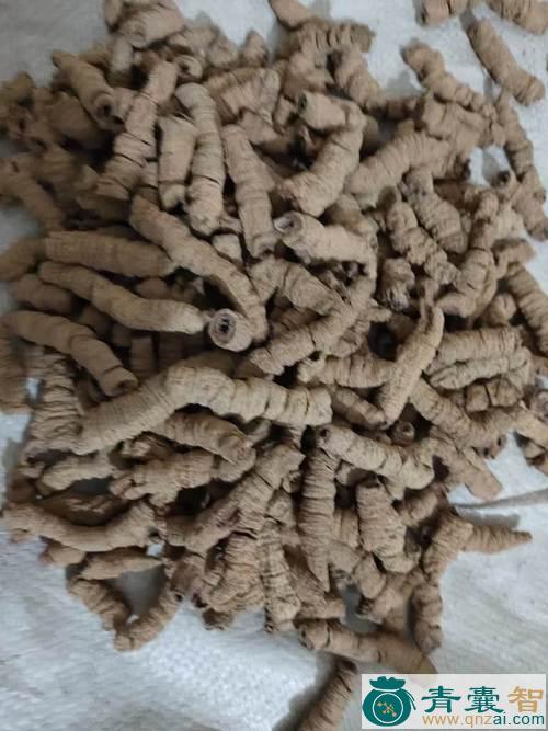 中药材八百棒图片