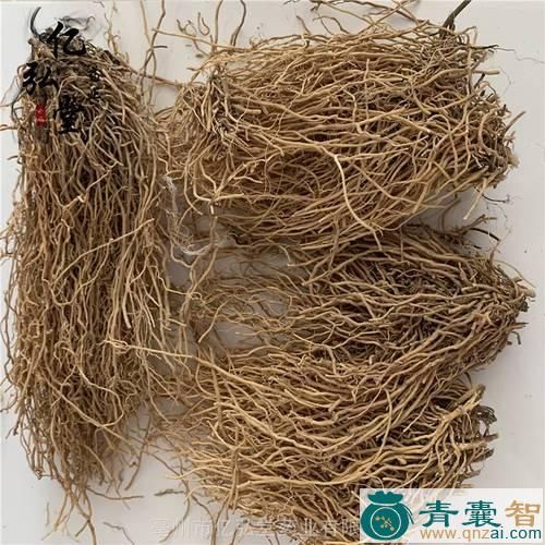 中药材八角将军图片