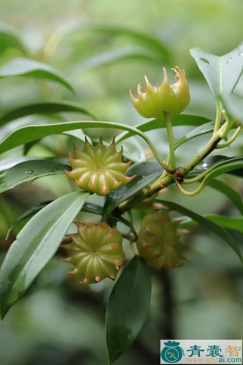 中药材八角花图片
