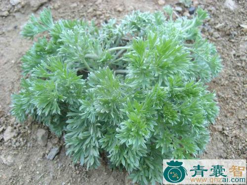 中药材八角茵陈图片