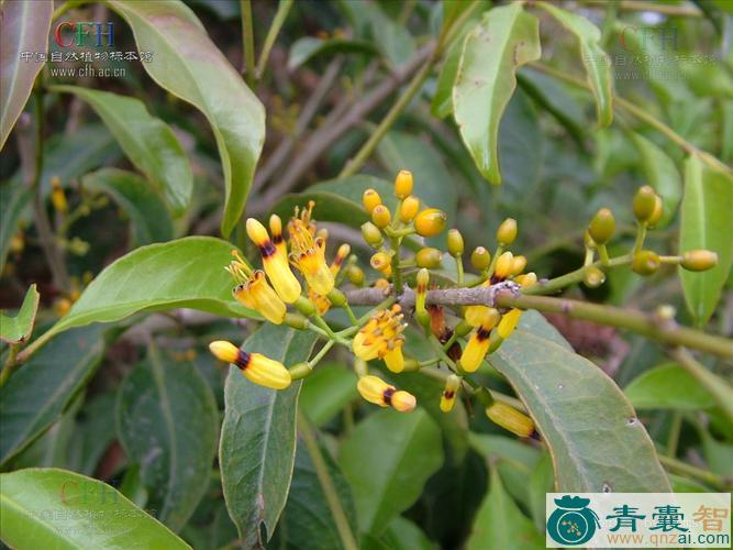 中药材八角鞘花寄生图片