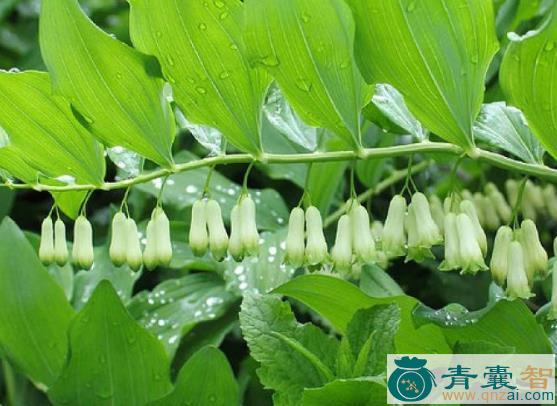 中药材八里花图片