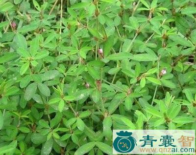 公母草的性状性味归经以及功效用法和注意事项-青囊智