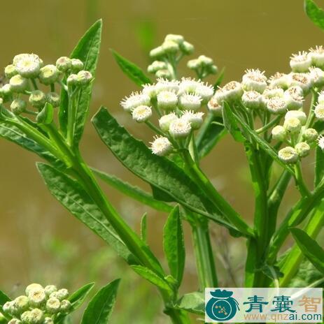 中药材六十瓣图片