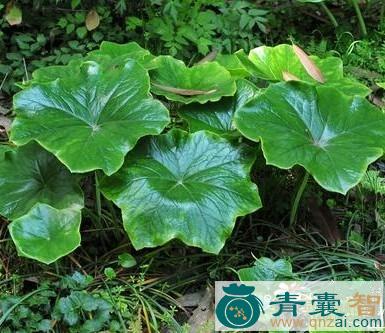 中药材六叶莲图片
