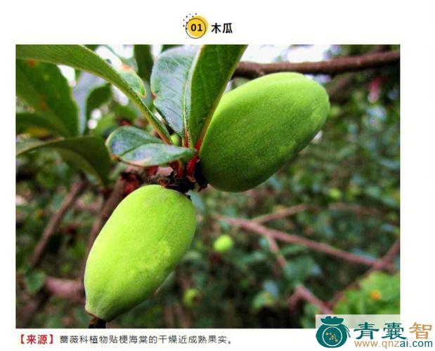 中药材六叶野木瓜图片