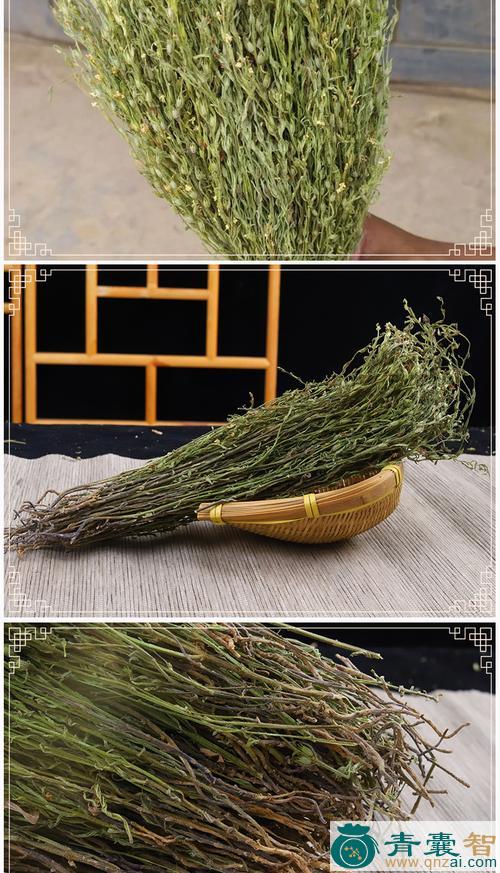 中药材六方疳积草图片