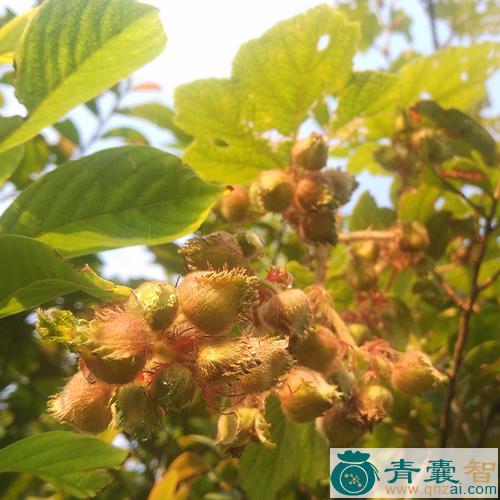 六月泡的性味归经以及功效用法-青囊智