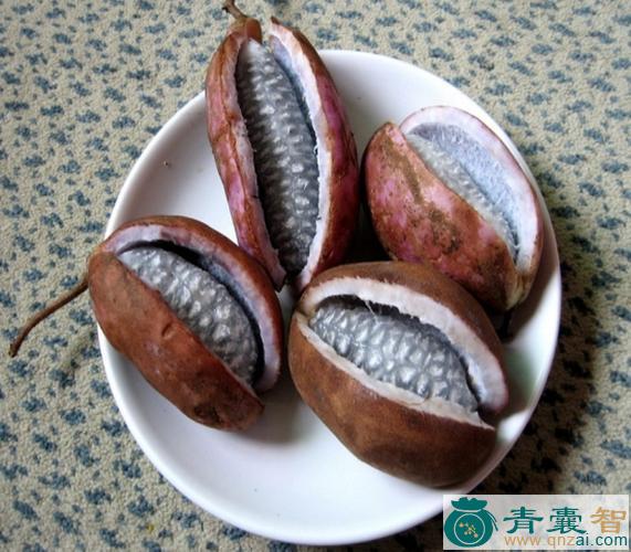 中药材六月瓜图片