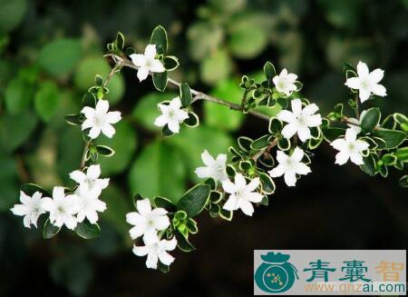 中药材六月绿花草图片