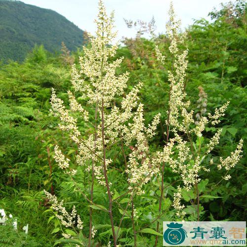 中药材六月霜图片