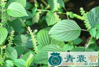 中药材六棱麻图片