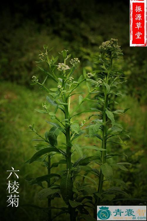 中药材六耳苓图片