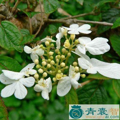 中药材六股筋图片