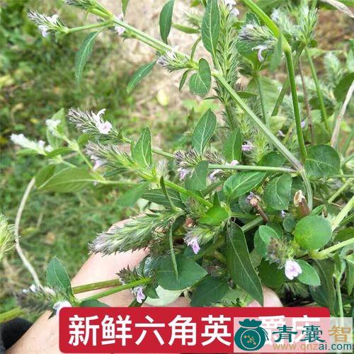 中药材六角心图片