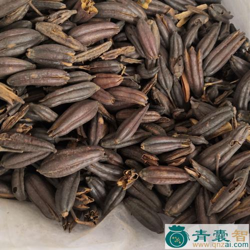中药材六轴子图片