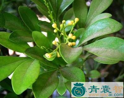 中药材兰花仔图片