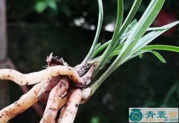 中药材兰蕨草图片