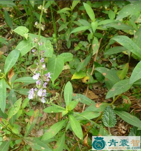 中药材关公须图片