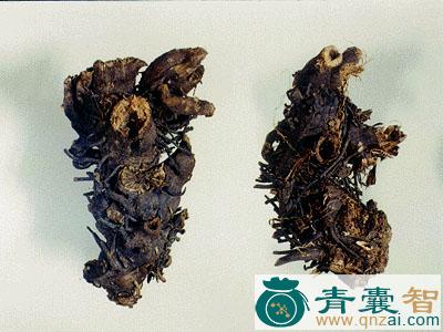 中药材兴安升麻图片