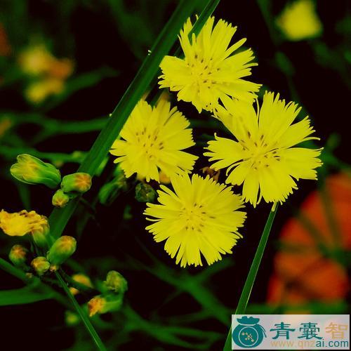 中药材兴安毛连菜花图片