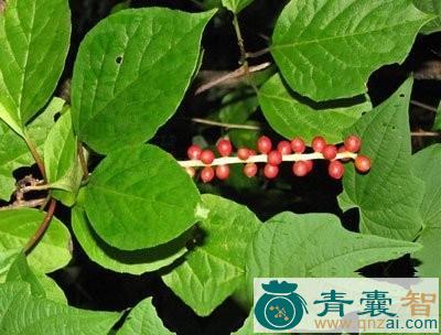 中药材内风消图片