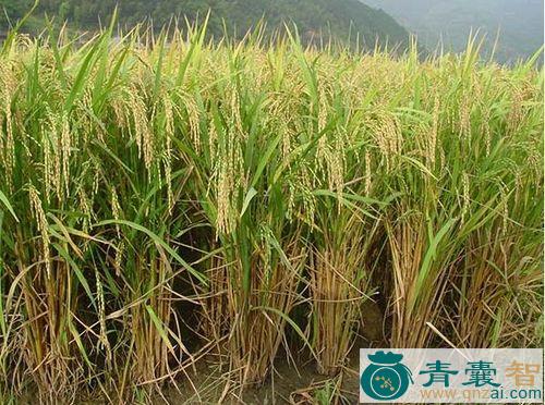中药材再生稻图片