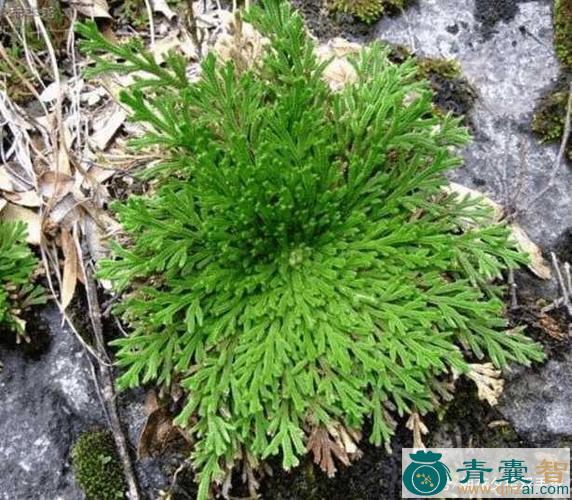 中药材再生草图片
