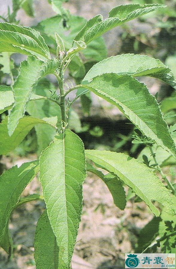 再风艾的性状性味归经以及功效用法和注意事项-青囊智