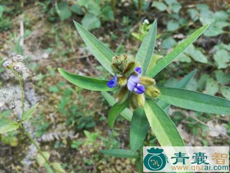 中药材农吉利图片