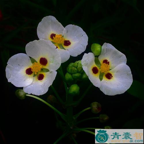 中药材冠果草图片