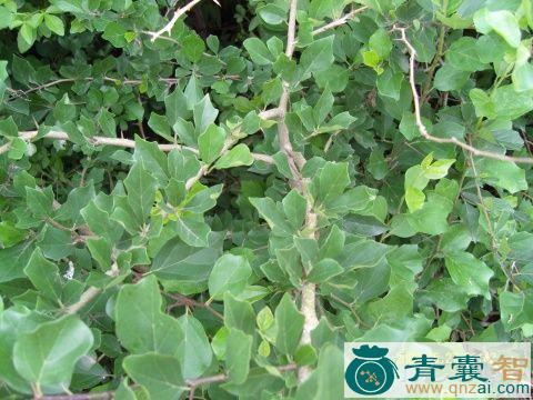 中药材冬不落叶图片