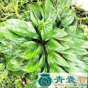 中药材冬叶七图片