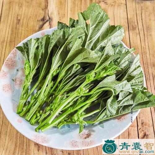 中药材冬苋菜图片