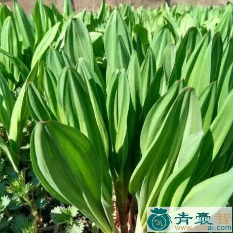 中药材冬葱图片