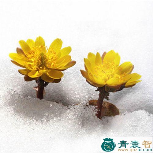 中药材冰了花图片