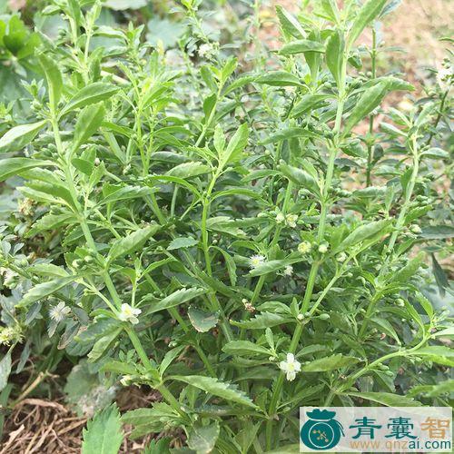 中药材冰果草图片