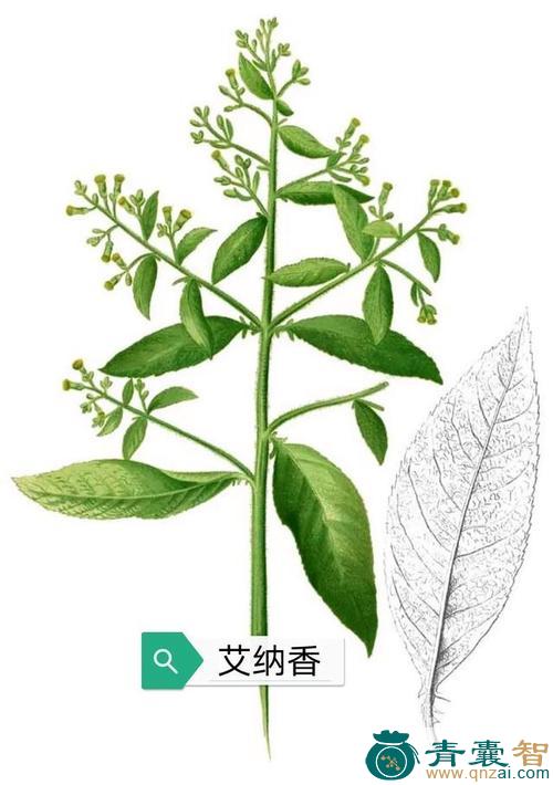 中药材冰片叶图片